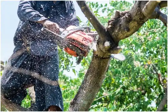 tree services Randolph